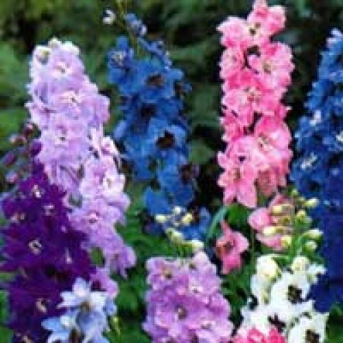 Однолетники для тени. Теневыносливые цветы – однолетники.