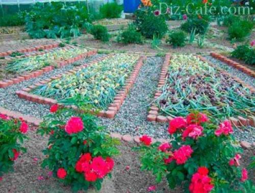 Какие деревья и кустарники посадить на участке. Какие деревья посадить 12