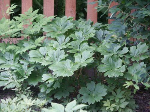 Растения для тенистых мест в саду. Какие есть тенелюбивые садовые цветы (с фото) 03 Растения для тенистых мест в саду. Какие есть тенелюбивые садовые цветы (с фото) 03