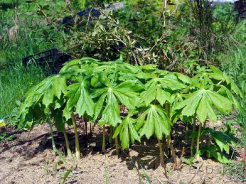 Растения для тенистых мест в саду. Какие есть тенелюбивые садовые цветы (с фото) 02 Растения для тенистых мест в саду. Какие есть тенелюбивые садовые цветы (с фото) 02