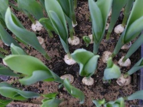 Как вырастить тюльпаны дома к 8 марта. Когда садить тюльпаны, чтобы расцвели на 8 марта