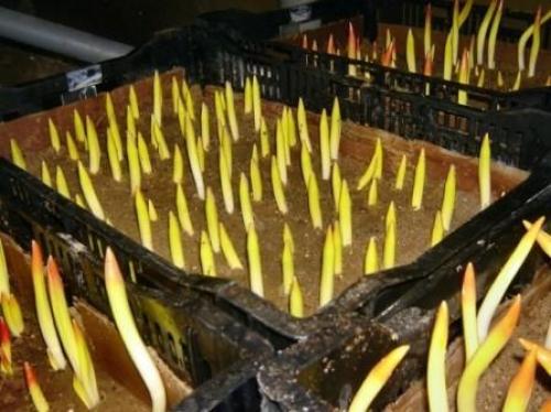 Как вырастить тюльпаны дома к 8 марта. Когда садить тюльпаны, чтобы расцвели на 8 марта