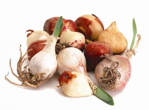 Как вырастить тюльпаны дома к 8 марта. Когда садить тюльпаны, чтобы расцвели на 8 марта