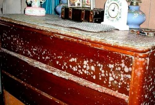 Плесень на мебели, как избавиться. Как вывести плесень с мебели 05