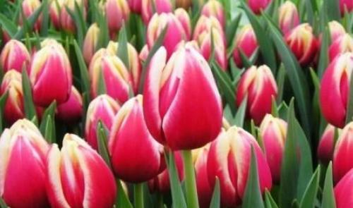 Как вырастить тюльпаны дома к 8 марта. Когда садить тюльпаны, чтобы расцвели на 8 марта