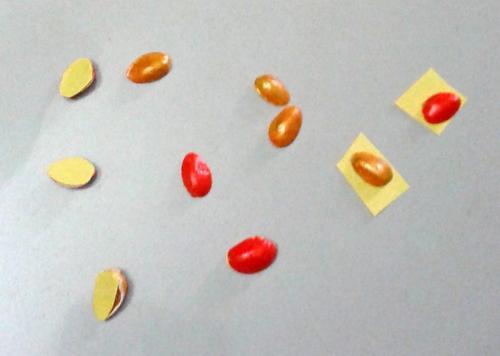 Скорлупа фисташек применение. Декор для дома своими руками