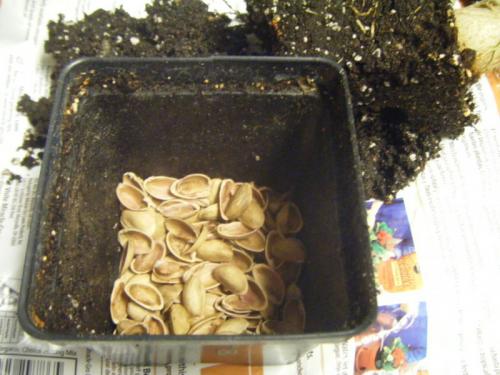 Скорлупа фисташек применение. Декор для дома своими руками