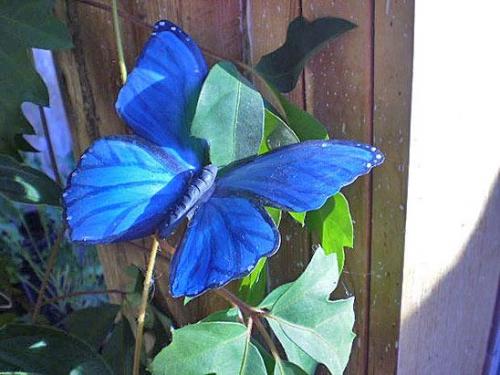 Как сделать бабочку из бутылки пластиковой. Удивительные бабочки из пластиковых бутылок 35 Как сделать бабочку из бутылки пластиковой. Удивительные бабочки из пластиковых бутылок 35