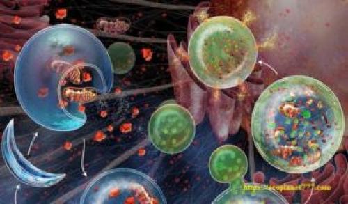 Продукты помогающие сохранить молодость. Как замедлить процесс старения кожи? Продукты, помогающие сохранить нашу молодость