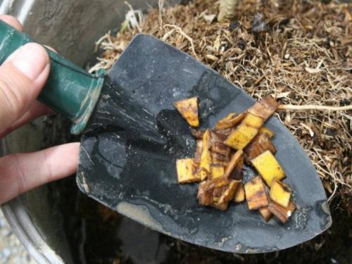 Что сделать с банановыми шкурками. Польза банановой кожуры для растений 03