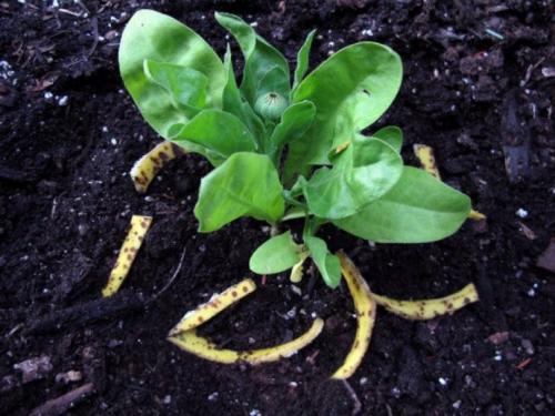 Что сделать с банановыми шкурками. Польза банановой кожуры для растений 14