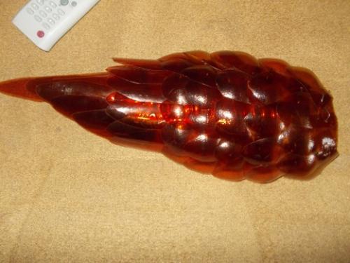 Пошаговая инструкция, как сделать павлина из пластиковых бутылок. Видео-уроки 02