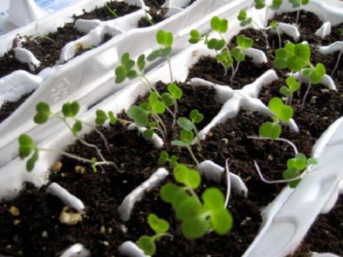 Что можно сделать из упаковки из-под яиц. Оригинальные поделки, которые можно смастерить из обычных картонок для яиц