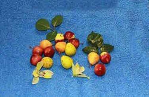 Новогодний декор дома своими руками. Елочка с ножками 04 Новогодний декор дома своими руками. Елочка с ножками 04