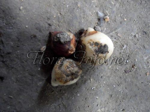 Посадка тюльпанов в домашних условиях. Условия, необходимые тюльпанам 06