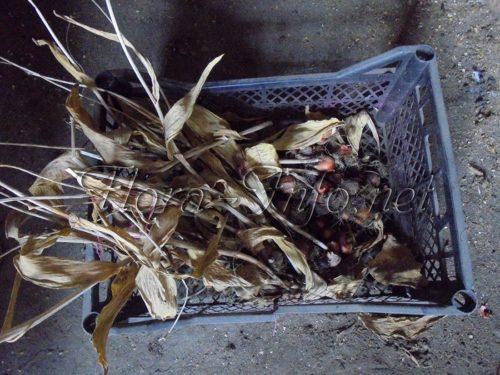 Посадка тюльпанов в домашних условиях. Условия, необходимые тюльпанам 05