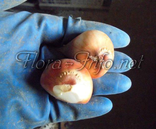 Посадка тюльпанов в домашних условиях. Условия, необходимые тюльпанам 08