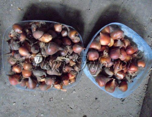 Посадка тюльпанов в домашних условиях. Условия, необходимые тюльпанам 07