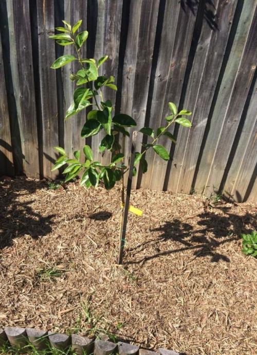 Можно ли вырастить тюльпаны дома в горшке. Как посадить тюльпаны в домашних условиях? 05 Можно ли вырастить тюльпаны дома в горшке. Как посадить тюльпаны в домашних условиях? 05