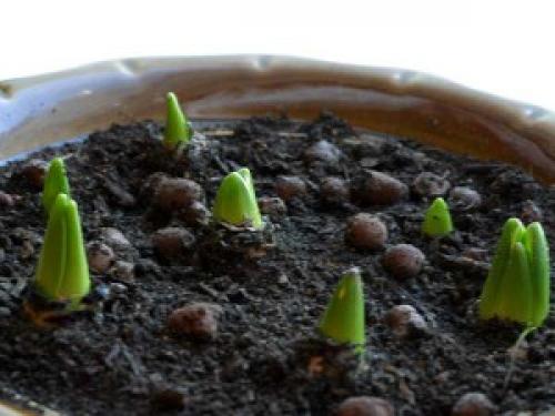 Можно ли вырастить тюльпаны дома в горшке. Как посадить тюльпаны в домашних условиях?