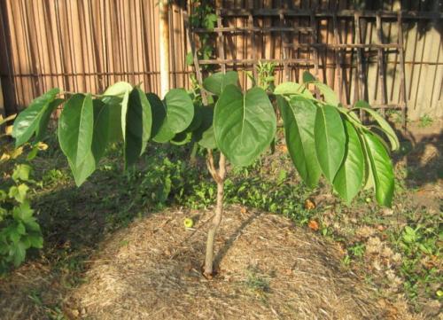 Можно ли вырастить тюльпаны дома в горшке. Как посадить тюльпаны в домашних условиях? 06 Можно ли вырастить тюльпаны дома в горшке. Как посадить тюльпаны в домашних условиях? 06