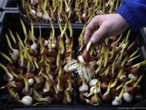 Как в домашних условиях вырастить тюльпаны. Как выращивать тюльпаны в домашних условиях? 08 Как в домашних условиях вырастить тюльпаны. Как выращивать тюльпаны в домашних условиях? 08