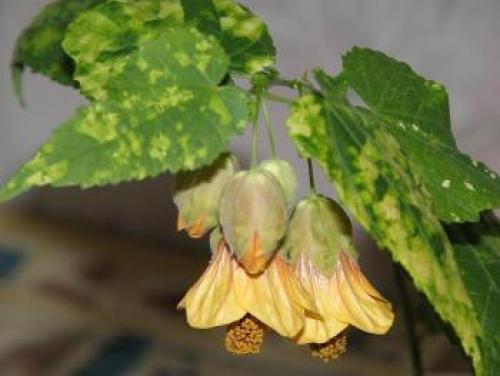 Цветы для южного окна. Комнатные цветы на южном окне