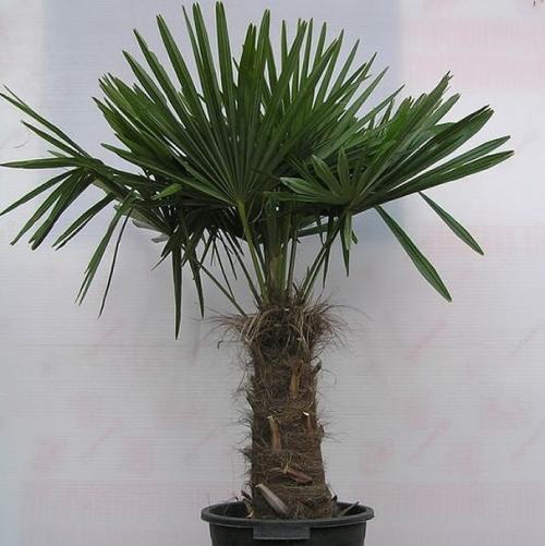 Цветы для южного окна. Комнатные цветы на южном окне