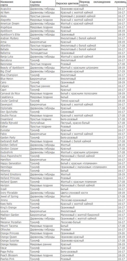 Как вырастить тюльпаны дома к 8 Марта. Выращивание (выгонка) тюльпанов к 8 Марта
