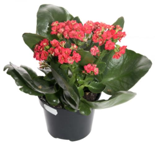 Цветы для южного окна. Комнатные цветы на южном окне