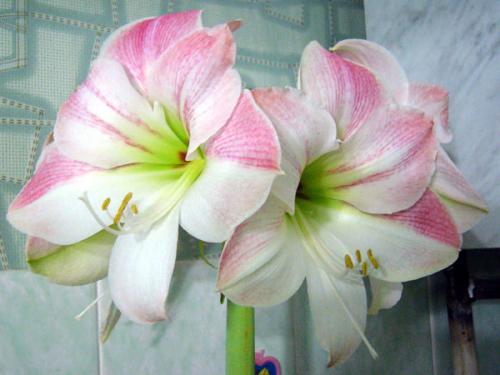 Цветы для южного окна. Комнатные цветы на южном окне