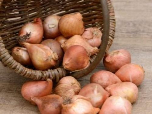 Как в домашних условиях вырастить тюльпаны. Как выращивать тюльпаны в домашних условиях? 06 Как в домашних условиях вырастить тюльпаны. Как выращивать тюльпаны в домашних условиях? 06