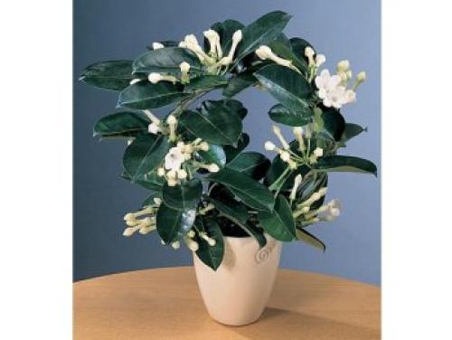 Цветы для южного окна. Комнатные цветы на южном окне