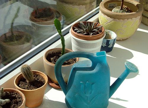 Цветы для южного окна. Комнатные цветы на южном окне 22