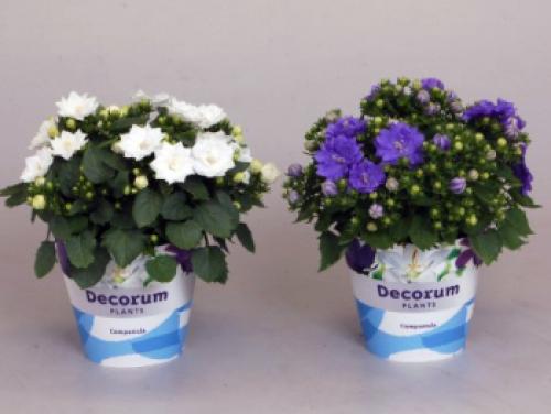 Цветы для южного окна. Комнатные цветы на южном окне