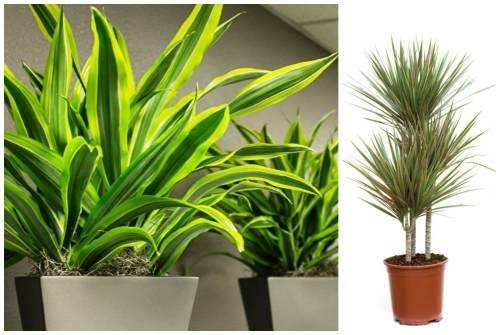 Цветы для южного окна. Комнатные цветы на южном окне 16