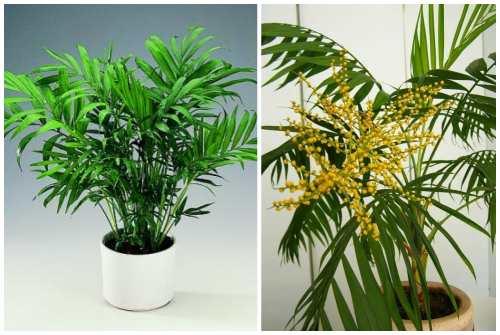 Цветы для южного окна. Комнатные цветы на южном окне 18