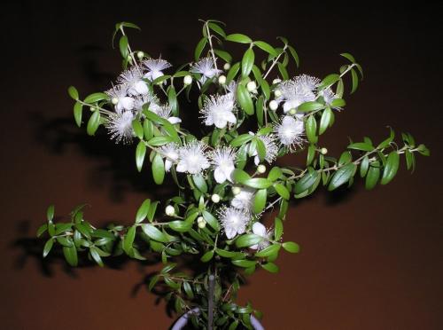 Цветы для южного окна. Комнатные цветы на южном окне