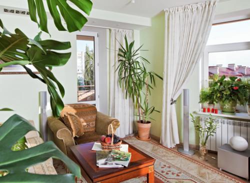 Цветы для южного окна. Комнатные цветы на южном окне 24