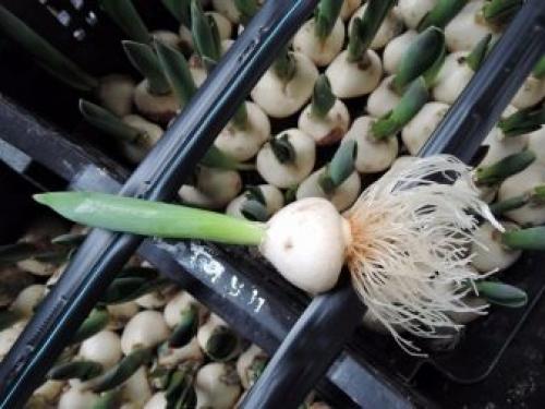 Как в домашних условиях вырастить тюльпаны. Как выращивать тюльпаны в домашних условиях? 07 Как в домашних условиях вырастить тюльпаны. Как выращивать тюльпаны в домашних условиях? 07