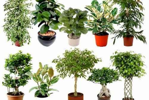 Цветы для южного окна. Комнатные цветы на южном окне 17