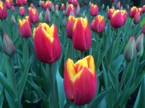 Как в домашних условиях вырастить тюльпаны. Как выращивать тюльпаны в домашних условиях? 23 Как в домашних условиях вырастить тюльпаны. Как выращивать тюльпаны в домашних условиях? 23