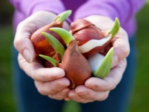 Как в домашних условиях вырастить тюльпаны. Как выращивать тюльпаны в домашних условиях? 09 Как в домашних условиях вырастить тюльпаны. Как выращивать тюльпаны в домашних условиях? 09