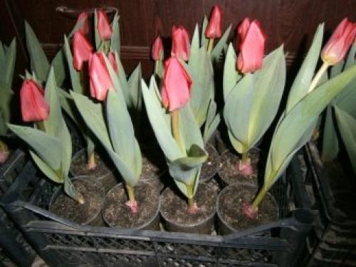 Как в домашних условиях вырастить тюльпаны. Как выращивать тюльпаны в домашних условиях? 24 Как в домашних условиях вырастить тюльпаны. Как выращивать тюльпаны в домашних условиях? 24