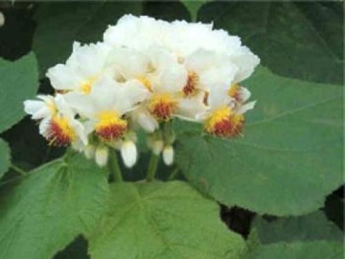 Цветы для южного окна. Комнатные цветы на южном окне