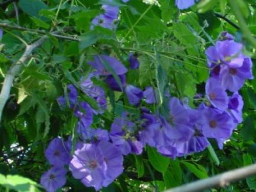 Комнатные цветы не боящиеся прямых солнечных лучей. растения для тёплых южных окон