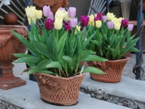 Как в домашних условиях вырастить тюльпаны. Как выращивать тюльпаны в домашних условиях? 26 Как в домашних условиях вырастить тюльпаны. Как выращивать тюльпаны в домашних условиях? 26