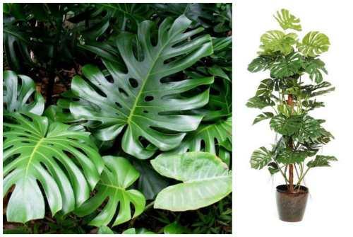 Цветы для южного окна. Комнатные цветы на южном окне 15