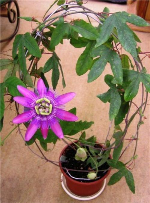 Цветы для южного окна. Комнатные цветы на южном окне