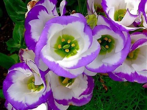 Эустома выращивание зимой. Эустома многолетняя, посадка и уход за рассадой